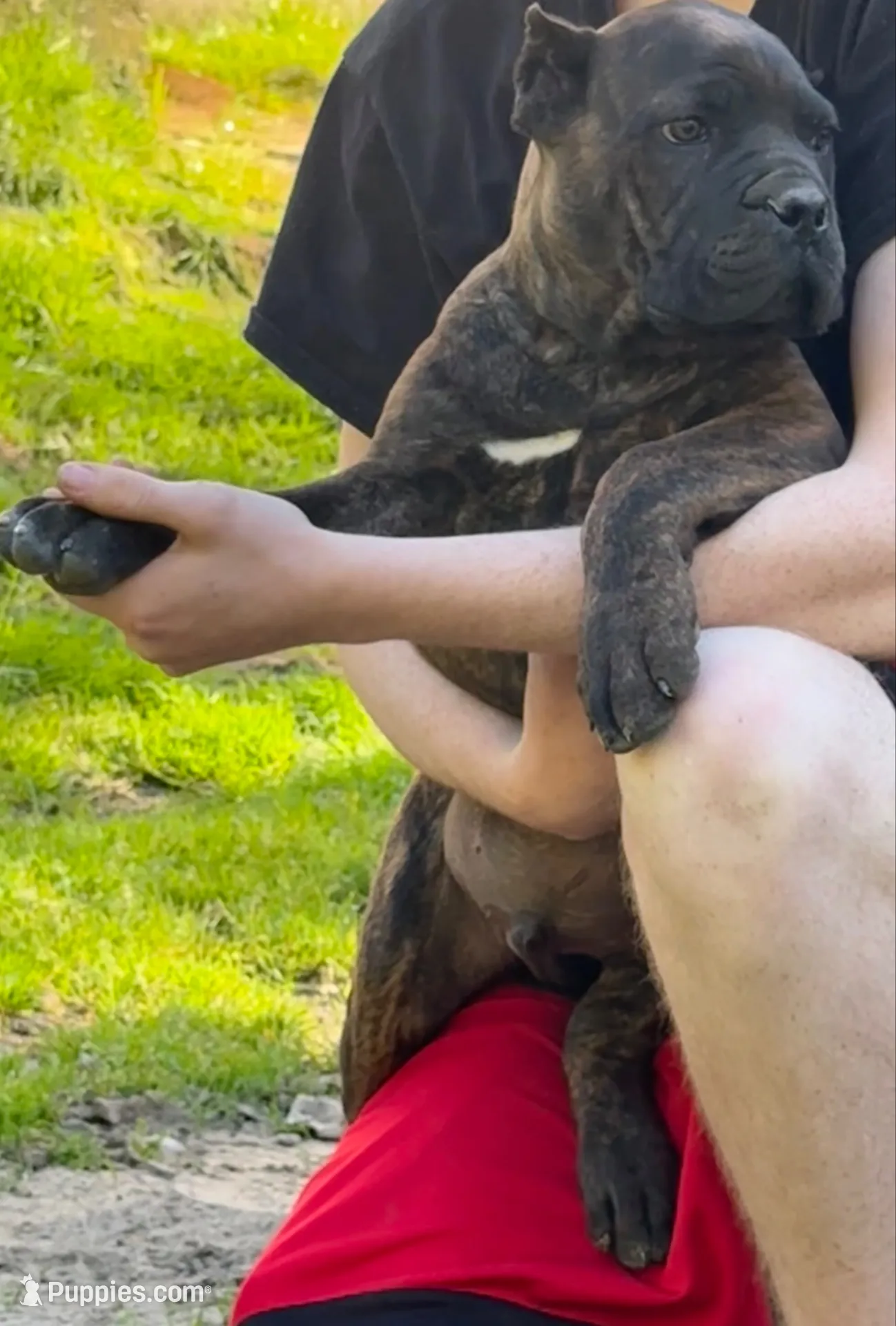 Texas Tornado, a male Cane Corso for sale in Blodgett, OR – 3 of 8