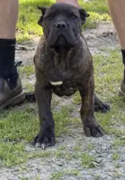 Texas Tornado, a male Cane Corso for sale in Blodgett, OR – 8 of 8