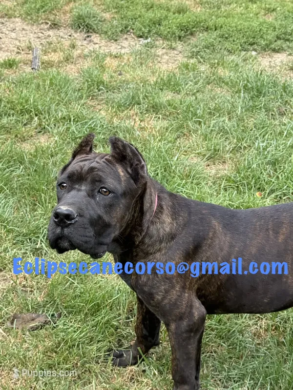 Mississippi Mud – Cane Corso puppy for sale in Blodgett, OR