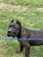 Mississippi Mud, a female Cane Corso for sale in Blodgett, OR – 1 of 10