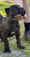 Texas Tornado, a male Cane Corso for sale in Blodgett, OR – 5 of 8