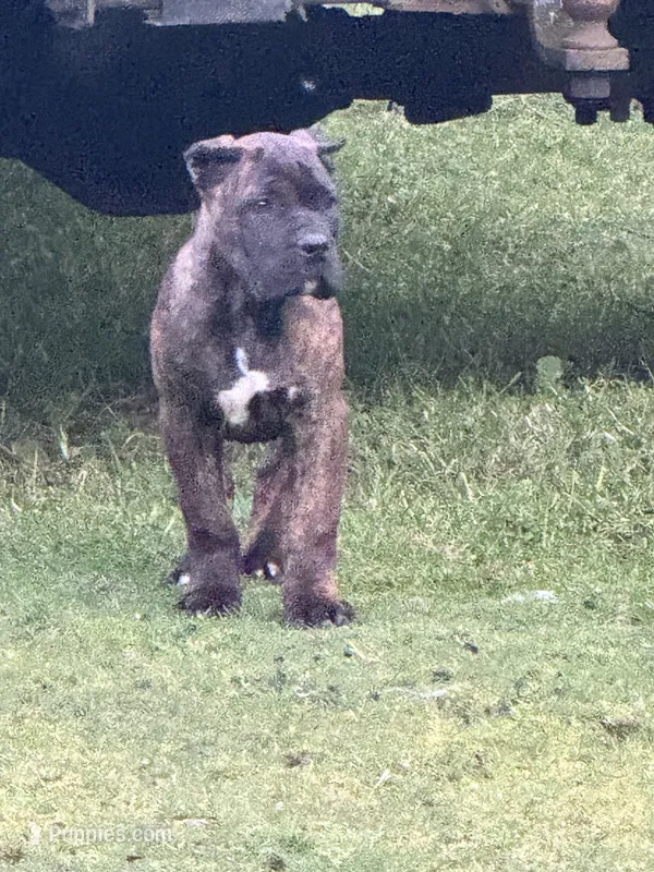 Wyoming, a female Cane Corso for sale in Blodgett, OR – 1 of 8