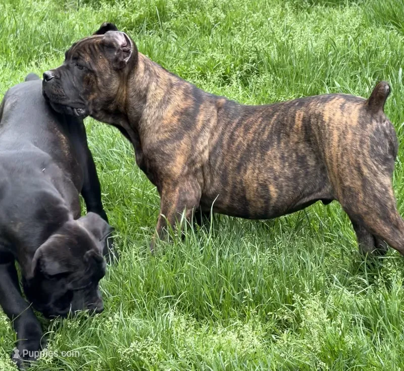 Texas Tornado – Cane Corso puppy for sale in Blodgett, OR