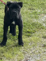Grimm Reaper , a male Cane Corso for sale in Blodgett, OR – 7 of 7