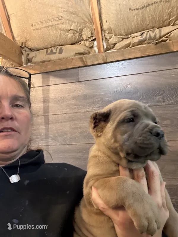 Zeus  – Cane Corso puppy for sale in Blodgett, OR