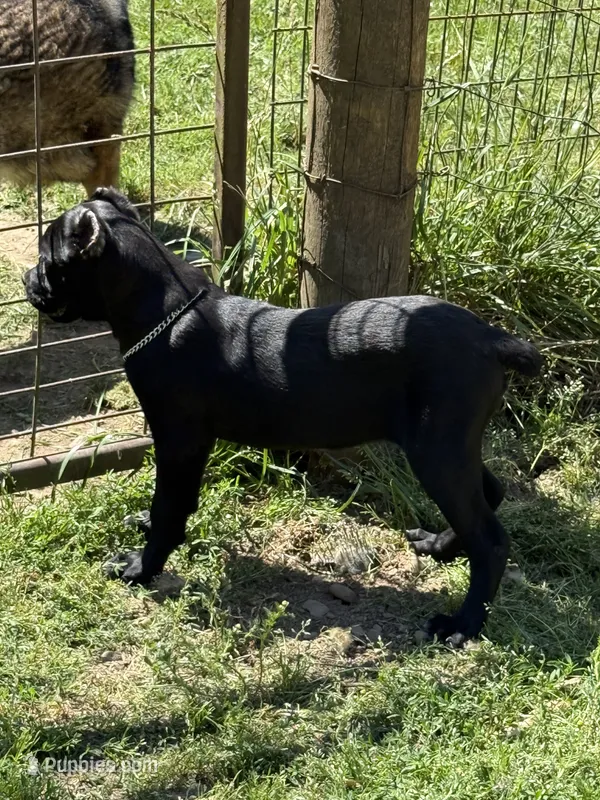 Raven  – Cane Corso puppy for sale in Blodgett, OR