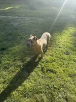 Surabi , a female Cane Corso for sale in Blodgett, OR – 10 of 10