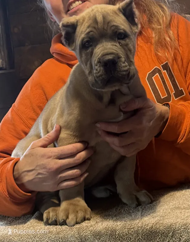 Zeus  – Cane Corso puppy for sale in Blodgett, OR