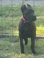Mississippi Mud, a female Cane Corso for sale in Blodgett, OR – 4 of 10