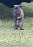 Wyoming, a female Cane Corso for sale in Blodgett, OR – 8 of 8