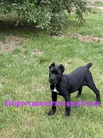 Raven , a female Cane Corso for sale in Blodgett, OR – 2 of 6