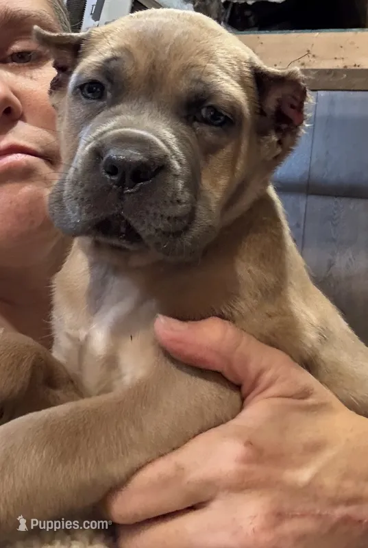 Athena  – Cane Corso puppy for sale in Blodgett, OR