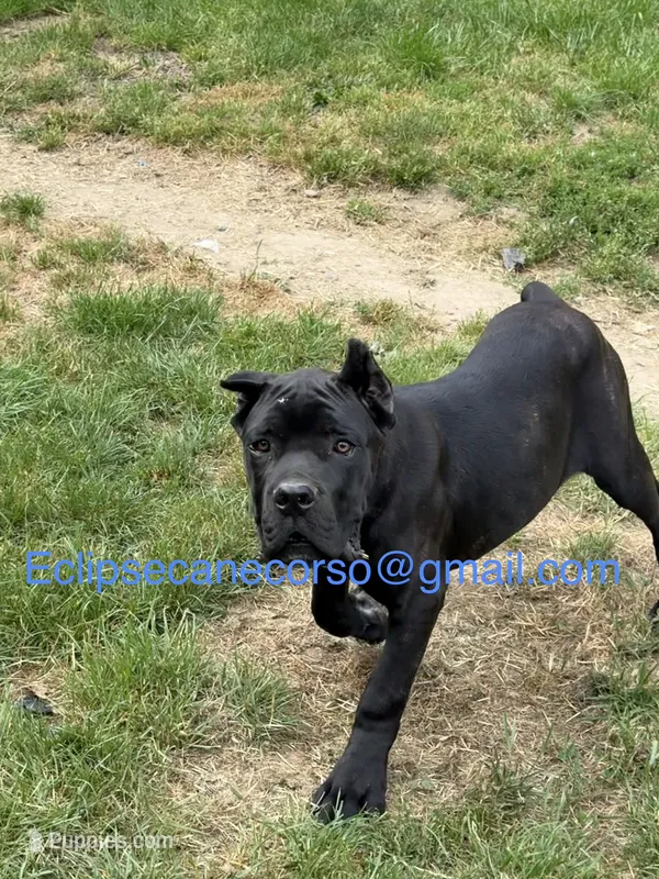 Grimm Reaper  – Cane Corso puppy for sale in Blodgett, OR