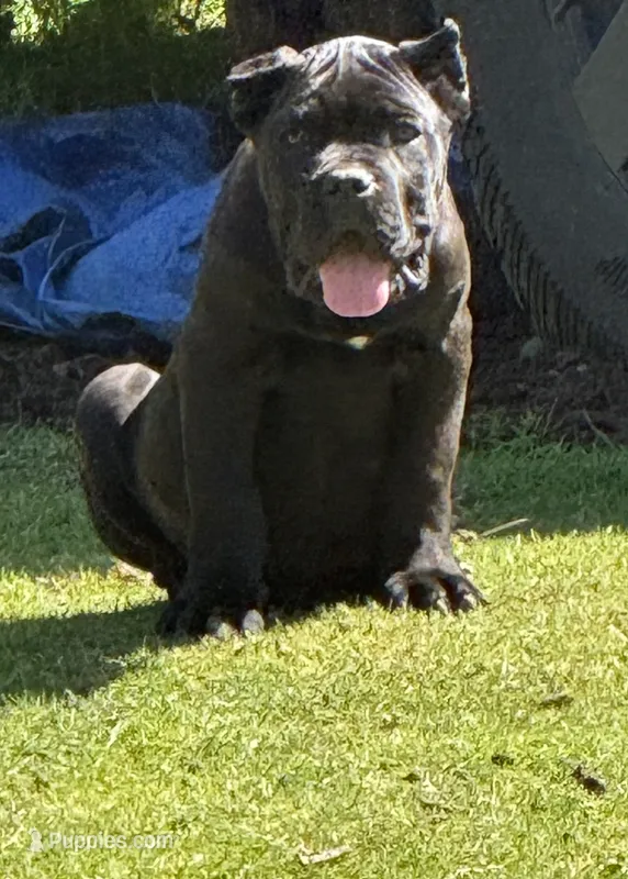 Louisiana – Cane Corso puppy for sale in Blodgett, OR