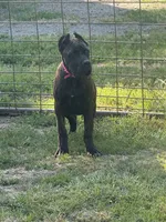 Mississippi Mud, a female Cane Corso for sale in Blodgett, OR – 5 of 10