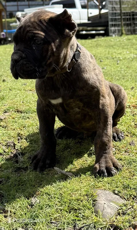 Texas Tornado – Cane Corso puppy for sale in Blodgett, OR