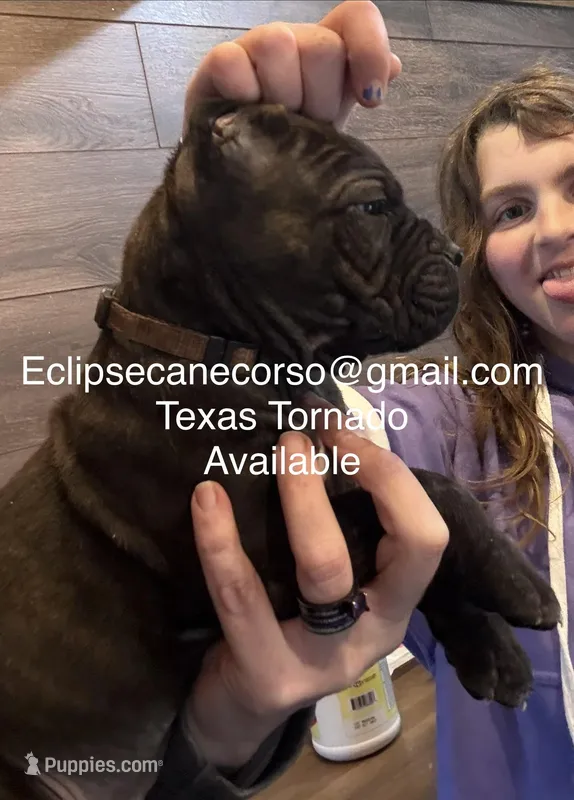 Texas Tornado – Cane Corso puppy for sale in Blodgett, OR