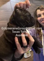 Texas Tornado, a male Cane Corso for sale in Blodgett, OR – Photo 1 of 10