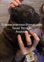 Texas Tornado, a male Cane Corso for sale in Blodgett, OR – Photo 9 of 10