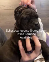 Texas Tornado, a male Cane Corso for sale in Blodgett, OR – Photo 8 of 10