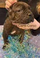 Texas Tornado, a male Cane Corso for sale in Blodgett, OR – Photo 5 of 10