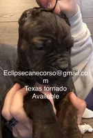 Texas Tornado, a male Cane Corso for sale in Blodgett, OR – Photo 10 of 10