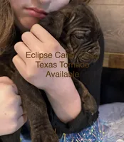 Texas Tornado, a male Cane Corso for sale in Blodgett, OR – Photo 4 of 10