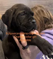 Wyoming, a female Cane Corso for sale in Blodgett, OR – Photo 8 of 8