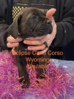 Wyoming, a female Cane Corso for sale in Blodgett, OR – Photo 4 of 8