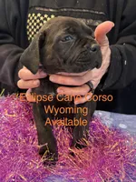 Wyoming, a female Cane Corso for sale in Blodgett, OR – Photo 6 of 8