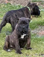 Wyoming, a female Cane Corso for sale in Blodgett, OR – 3 of 8