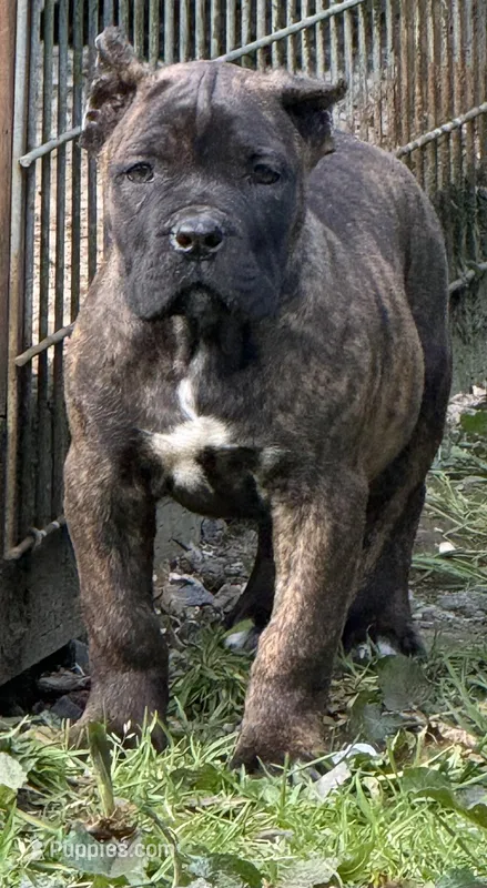 Wyoming – Cane Corso puppy for sale in Blodgett, OR