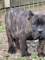 Wyoming, a female Cane Corso for sale in Blodgett, OR – 4 of 8