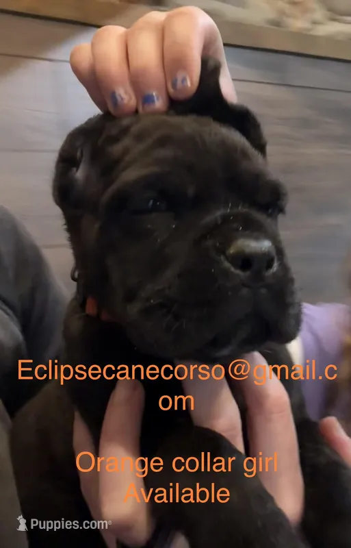 Wyoming – Cane Corso puppy for sale in Blodgett, OR