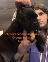 Wyoming, a female Cane Corso for sale in Blodgett, OR – Photo 5 of 8