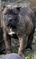 Wyoming, a female Cane Corso for sale in Blodgett, OR – 2 of 8