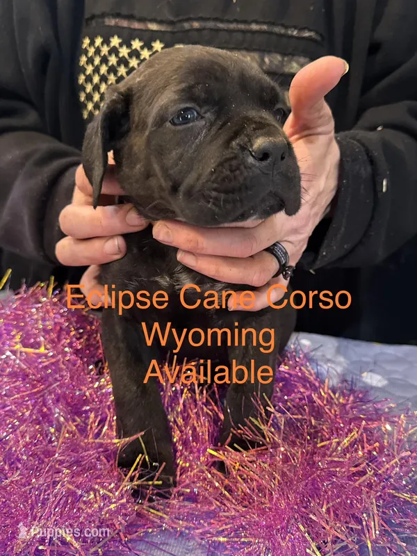 Wyoming – Cane Corso puppy for sale in Blodgett, OR