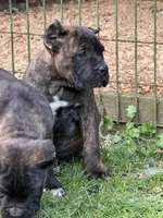 Wyoming, a female Cane Corso for sale in Blodgett, OR – 6 of 8
