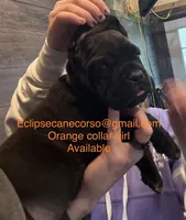 Wyoming, a female Cane Corso for sale in Blodgett, OR – Photo 3 of 8