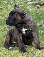 Wyoming, a female Cane Corso for sale in Blodgett, OR – 5 of 8