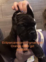 Wyoming, a female Cane Corso for sale in Blodgett, OR – Photo 7 of 8