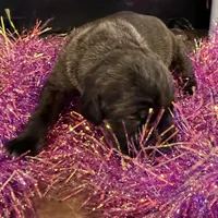 Female 4, a female Cane Corso for sale in Blodgett, OR – Photo 2 of 7
