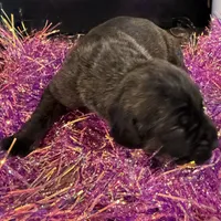 Female 4, a female Cane Corso for sale in Blodgett, OR – Photo 5 of 7