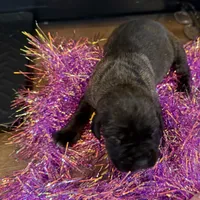 Female 4, a female Cane Corso for sale in Blodgett, OR – Photo 3 of 7