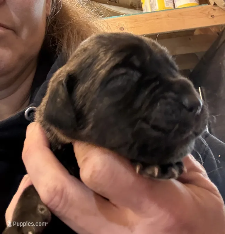 Female 4 – Cane Corso puppy on hold in Blodgett, OR