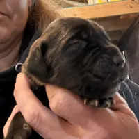 Female 4, a female Cane Corso for sale in Blodgett, OR – Photo 1 of 7