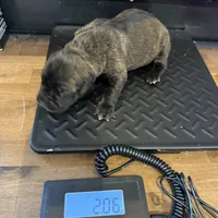 Female 4, a female Cane Corso for sale in Blodgett, OR – Photo 7 of 7