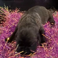 Female 4, a female Cane Corso for sale in Blodgett, OR – Photo 4 of 7