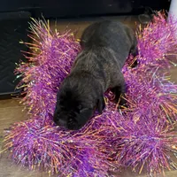 Female 4, a female Cane Corso for sale in Blodgett, OR – Photo 6 of 7