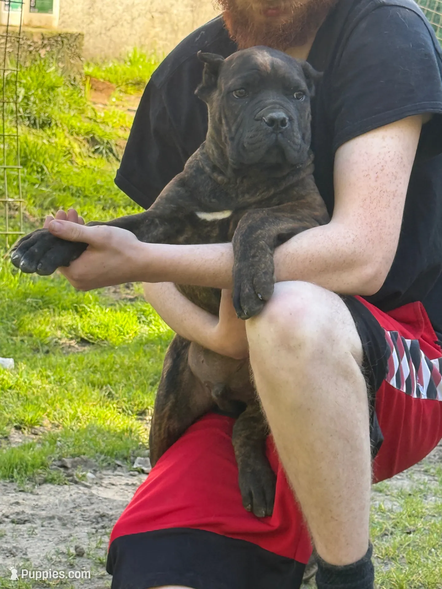 Texas Tornado, a male Cane Corso for sale in Blodgett, OR – 7 of 8